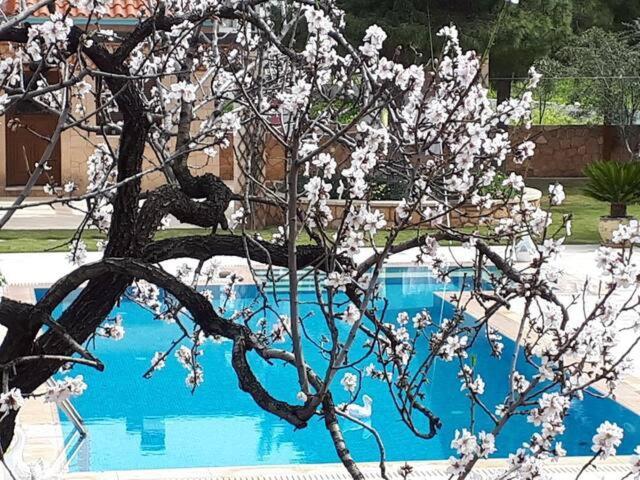 Mediterranean Garden Villa Βαθύ Εξωτερικό φωτογραφία