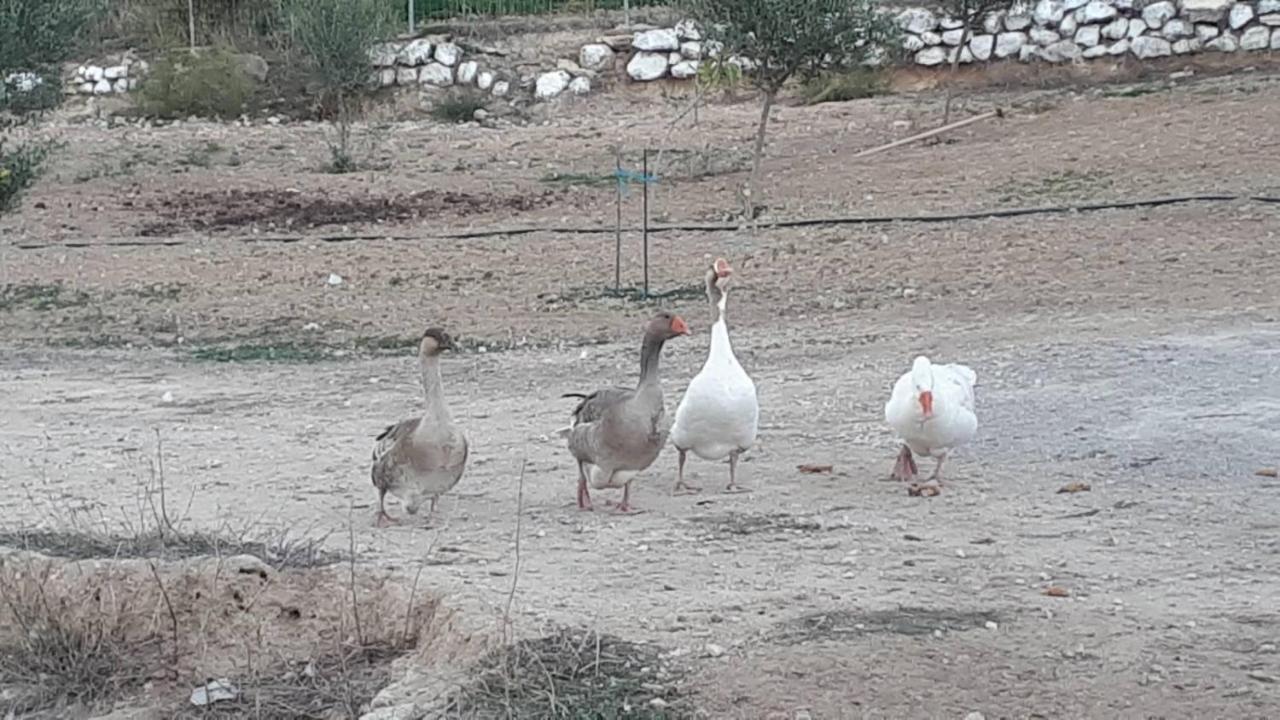 Mediterranean Garden Villa Βαθύ Εξωτερικό φωτογραφία