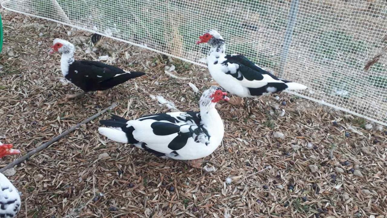 Mediterranean Garden Villa Βαθύ Εξωτερικό φωτογραφία